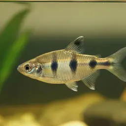 Indigo Barb, photo 12
