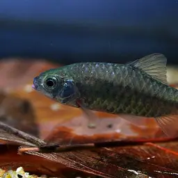 Shalyni Barb
