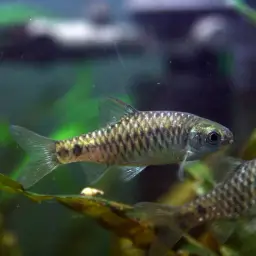 Shalyni Barb, photo 2