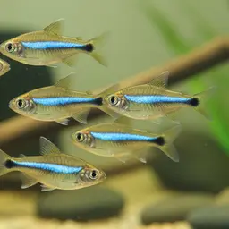 Shalyni Barb, photo 3