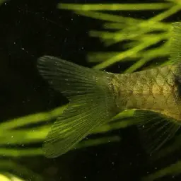 Burmese Bumble-bee Barb