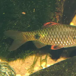 Puntius Sp. Pearlscale