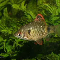 Puntius Sp. Pearlscale, photo 2