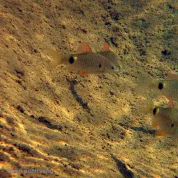 Puntius Sp. Pearlscale, photo 3