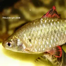 Puntius Sp. Pearlscale, photo 4