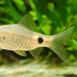 Puntius Sp. Pearlscale, photo 5