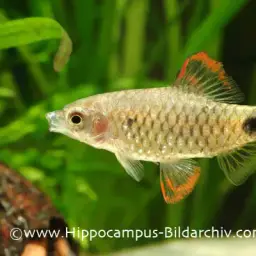 Puntius Sp. Pearlscale, photo 6