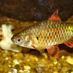 Puntius Sp. Pearlscale, photo 7