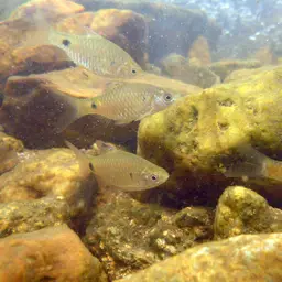 Puntius Sp. Pearlscale, photo 9