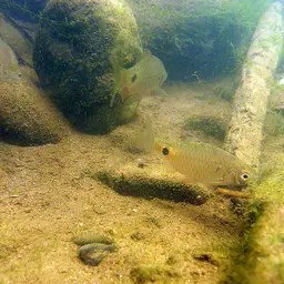Puntius Sp. Pearlscale, photo 10