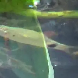 Puntius Sp. Pearlscale, photo 11