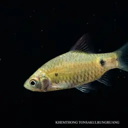 Puntius Sp. Pearlscale, photo 12
