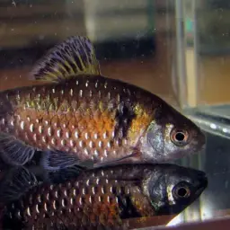 Burmese Bumblebee Barb, photo 2