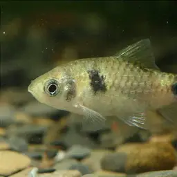 Burmese Bumblebee Barb, photo 3