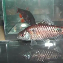 Burmese Bumblebee Barb, photo 4