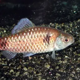 Burmese Bumblebee Barb, photo 5