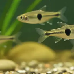 Burmese Bumblebee Barb