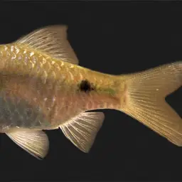 Firefin Barb, photo 1