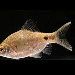 Firefin Barb, photo 2
