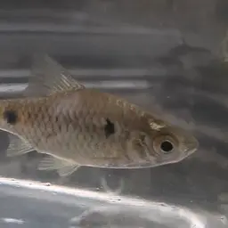 Firefin Barb, photo 3