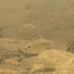 Firefin Barb, photo 4