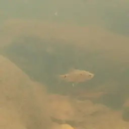 Firefin Barb, photo 5