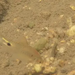 Firefin Barb, photo 6