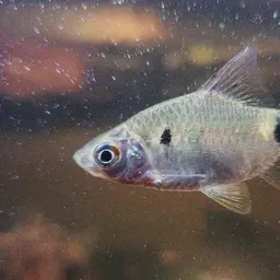Firefin Barb, photo 7