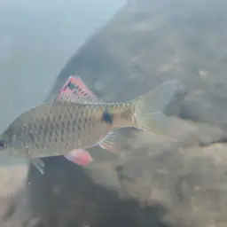 Firefin Barb, photo 8