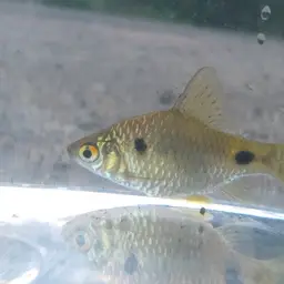 Firefin Barb, photo 9