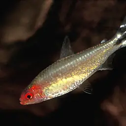 False Rummy Nose Tetra, photo 1
