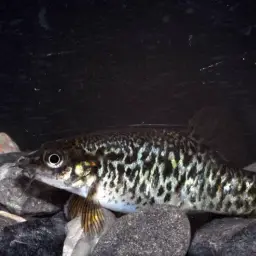 Lake Inle Red-tailed Loach, photo 2