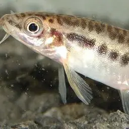 Lake Inle Red-tailed Loach, photo 3