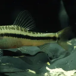 Lake Inle Red-tailed Loach, photo 4