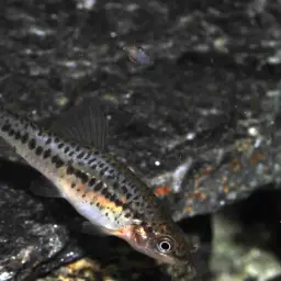 Lake Inle Red-tailed Loach, photo 5