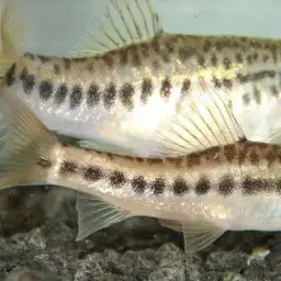 Lake Inle Red-tailed Loach, photo 6