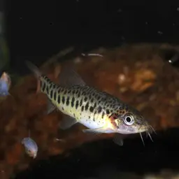 Lake Inle Red-tailed Loach, photo 7