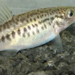 Lake Inle Red-tailed Loach, photo 8