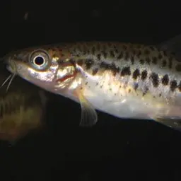 Lake Inle Red-tailed Loach, photo 9