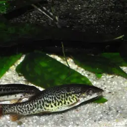 Lake Inle Red-tailed Loach, photo 10