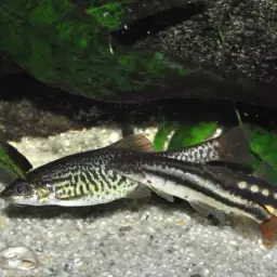 Lake Inle Red-tailed Loach, photo 11