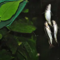Lake Inle Red-tailed Loach, photo 12