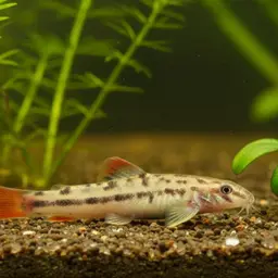 Lake Inle Red-tailed Loach, photo 1