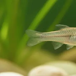 Picotee Livebearer