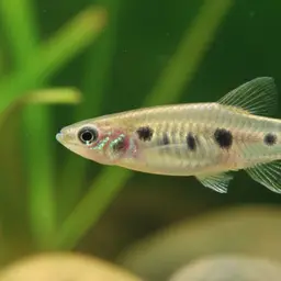 Blackspotted Toothcarp