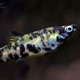 Dusky Millions Fish