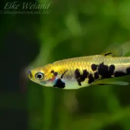 Dusky Millions Fish, photo 2