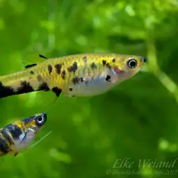 Dusky Millions Fish, photo 3