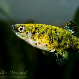 Dusky Millions Fish, photo 4