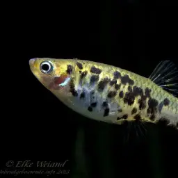 Dusky Millions Fish, photo 5